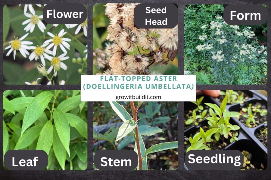 Flat-topped Aster Identification