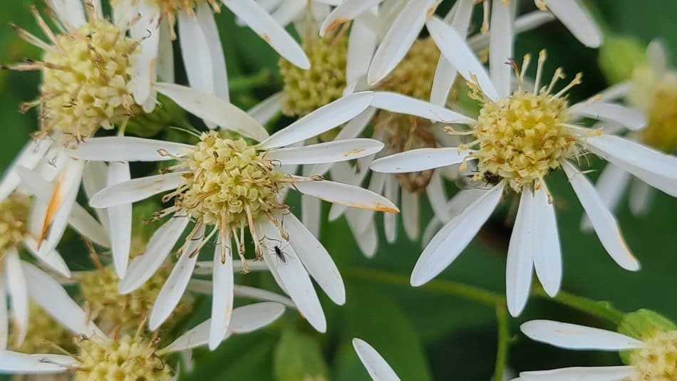 Flat-topped Aster 