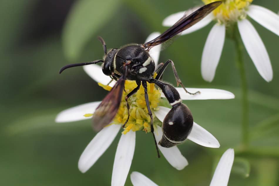 Fraternal Potter Wasp Aster