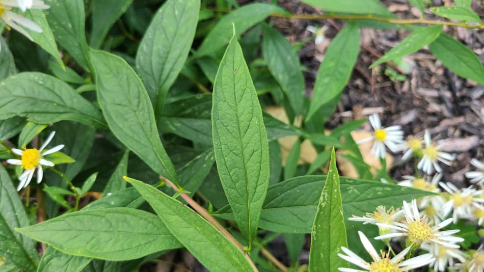 Flat-topped Aster leaf