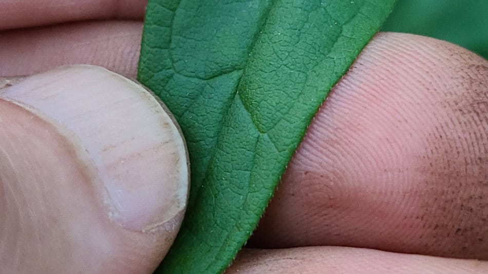 Flat-topped Aster ciliate margin