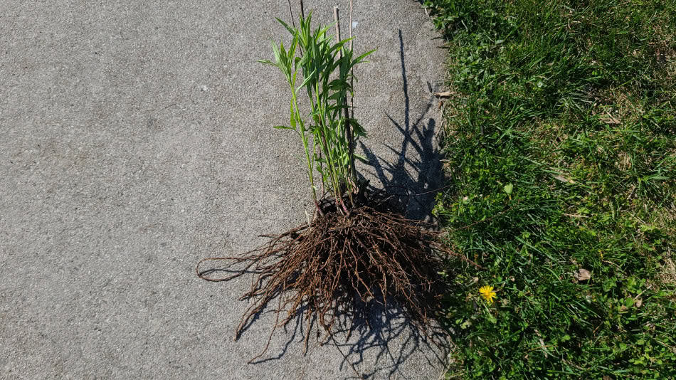 Doellingeria umbellata roots