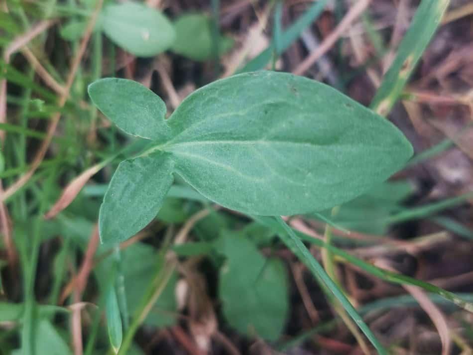 sheep sorrel leaf
