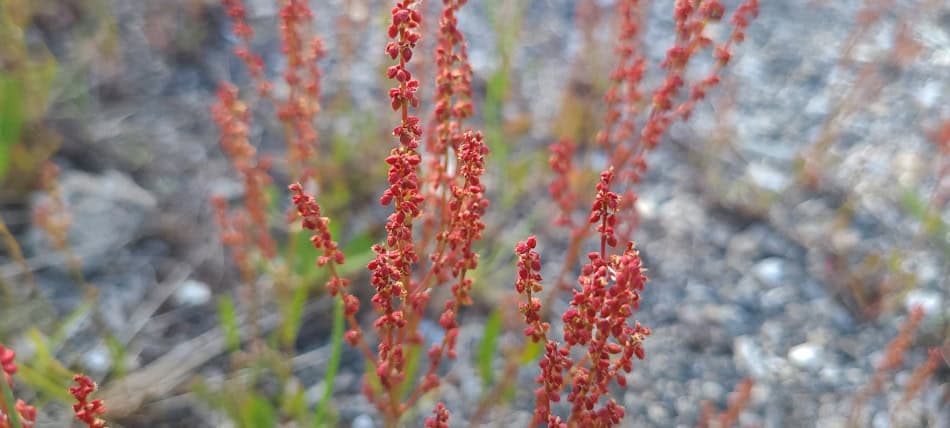 sheep sorrel flower
