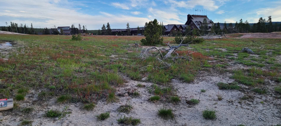 sheep sorrel yellowstone