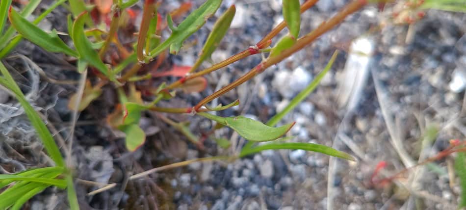 sheep sorrel stalk