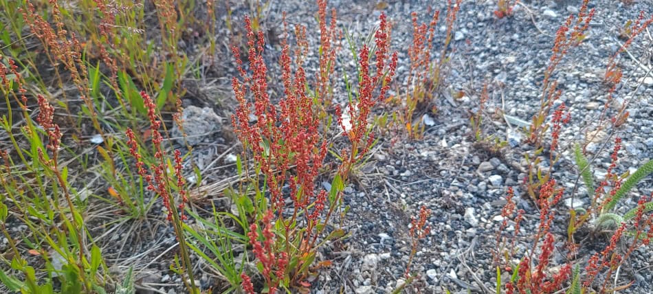 sheep sorrel