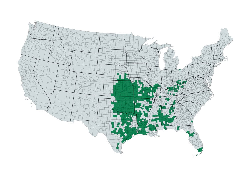 green milkweed natie range