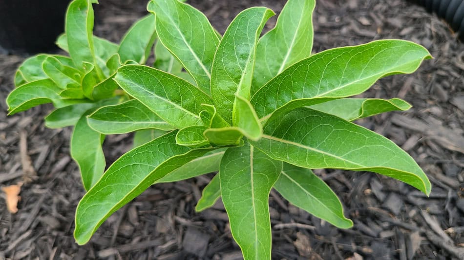 Green Milkweed leaves