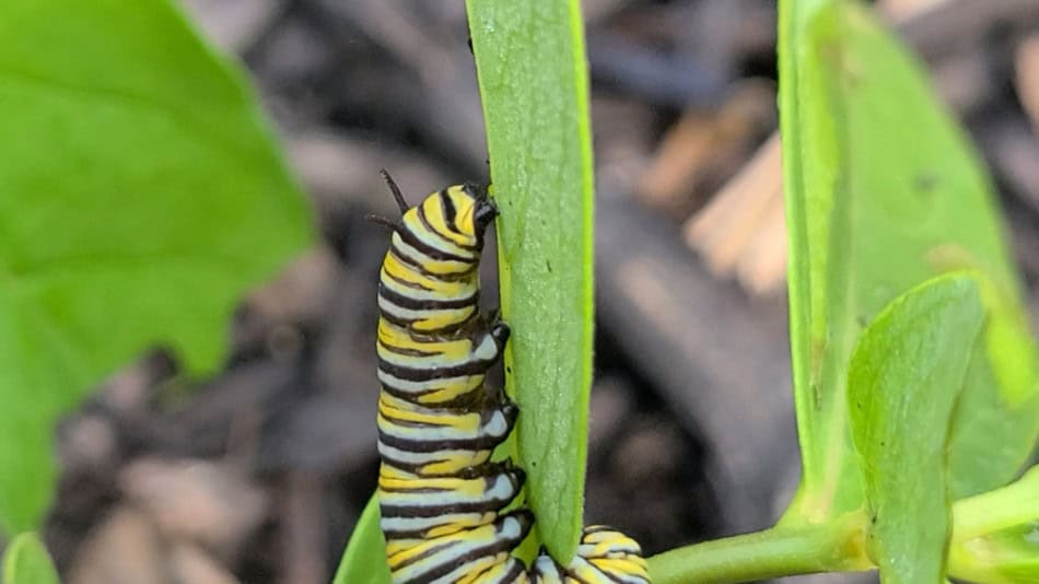 monarch asclepias viridis