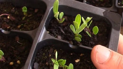 Green Milkweed seedlings asclepias viridis