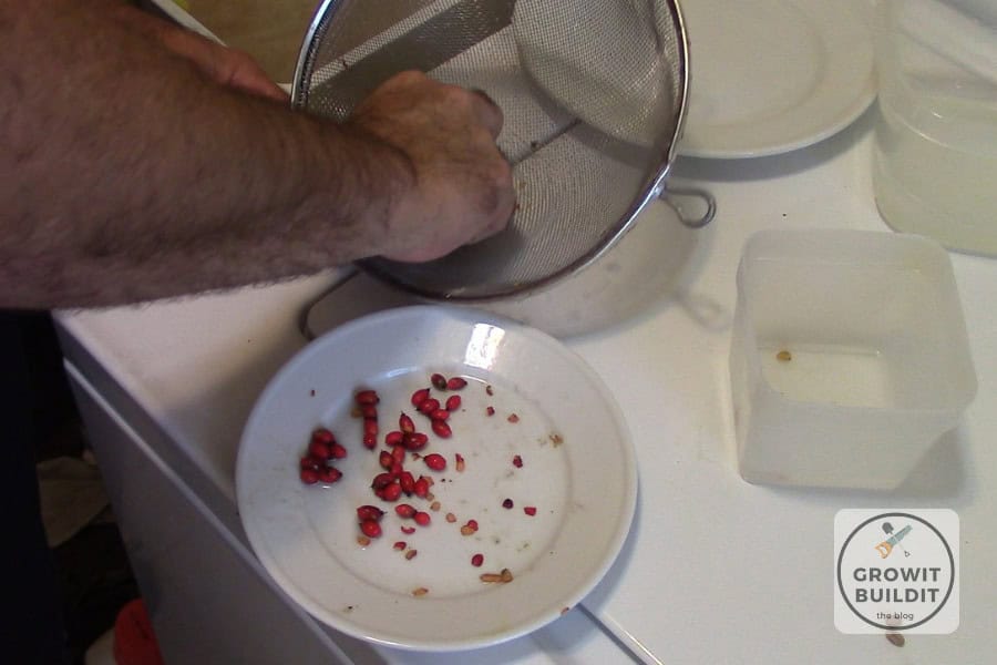 cleaning dogwood seed