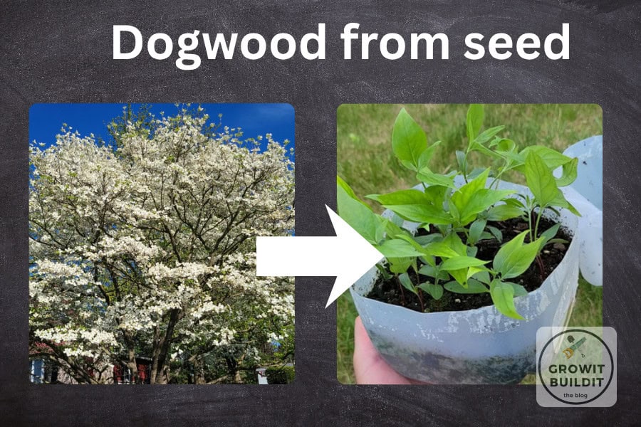 dogwood seed germination