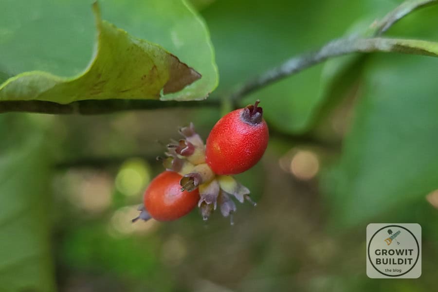 cornus florida fruit