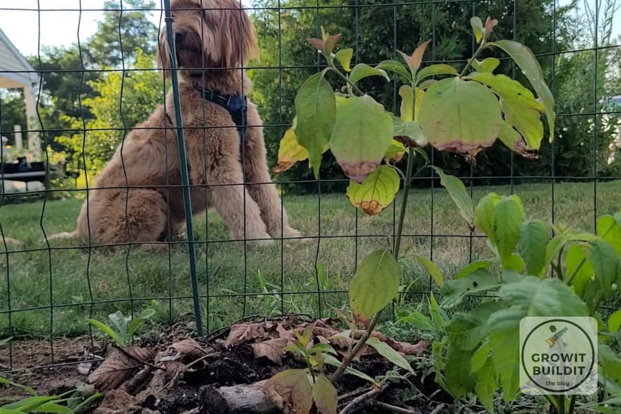 dogwood sapling caged