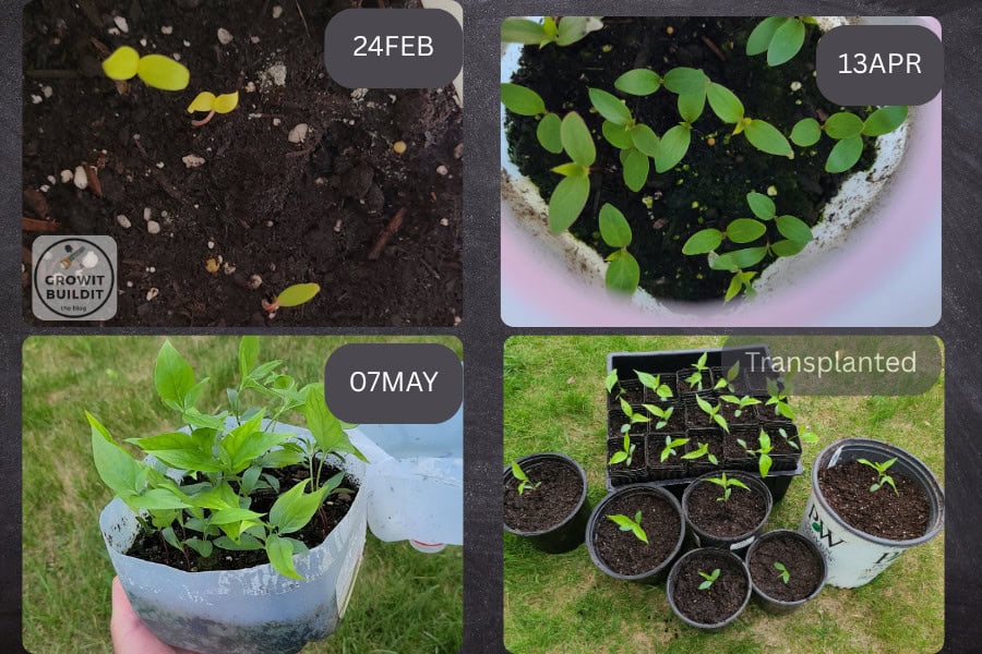 Flowering Dogwood seedling progression cotyledons