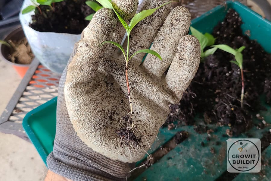 dogwood seedling root