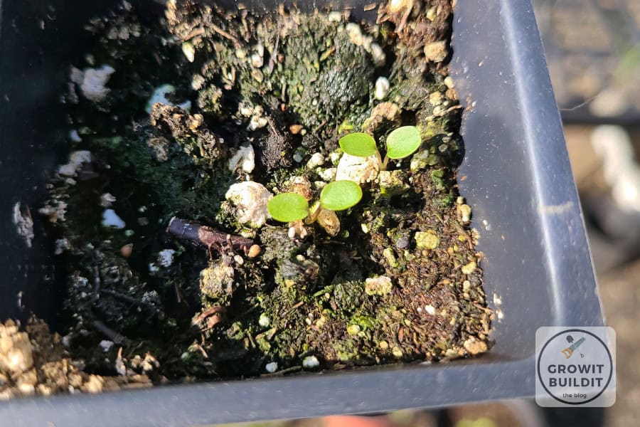 viola sororia cotyledons
