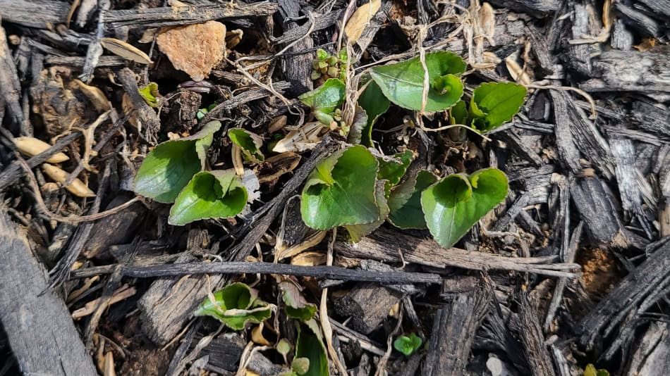 viola sororia emerge