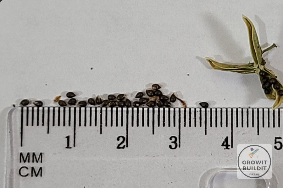 viola sororia seed