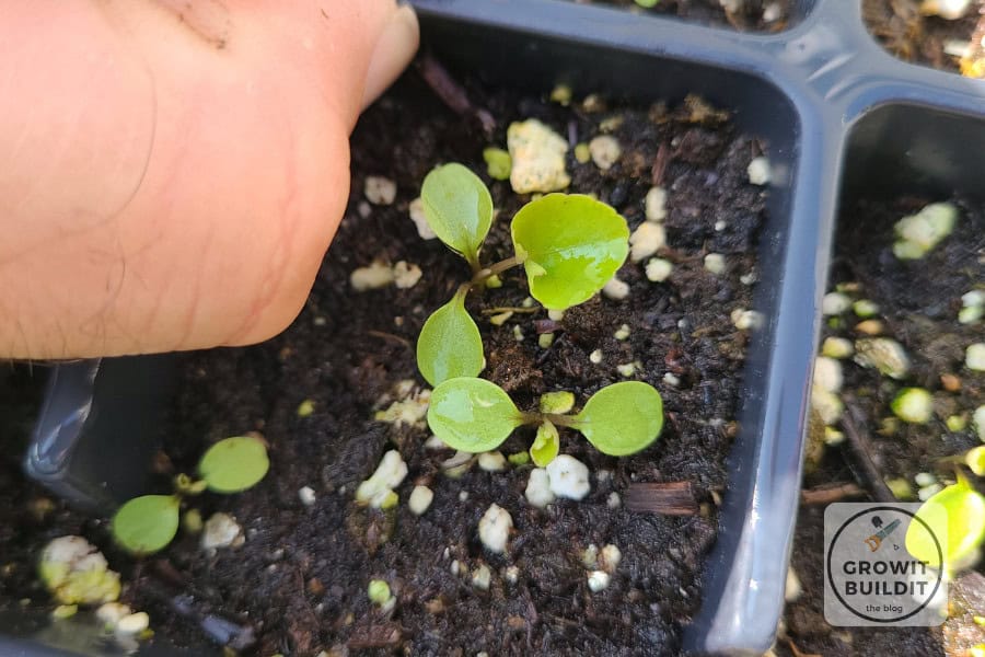 viola sororia seedlings