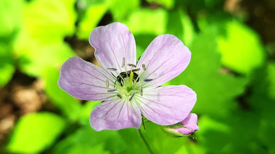 geranium-maculatum