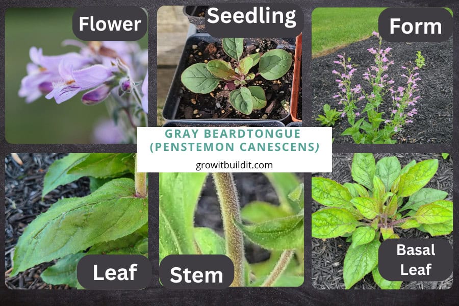 Penstemon canescens identification
