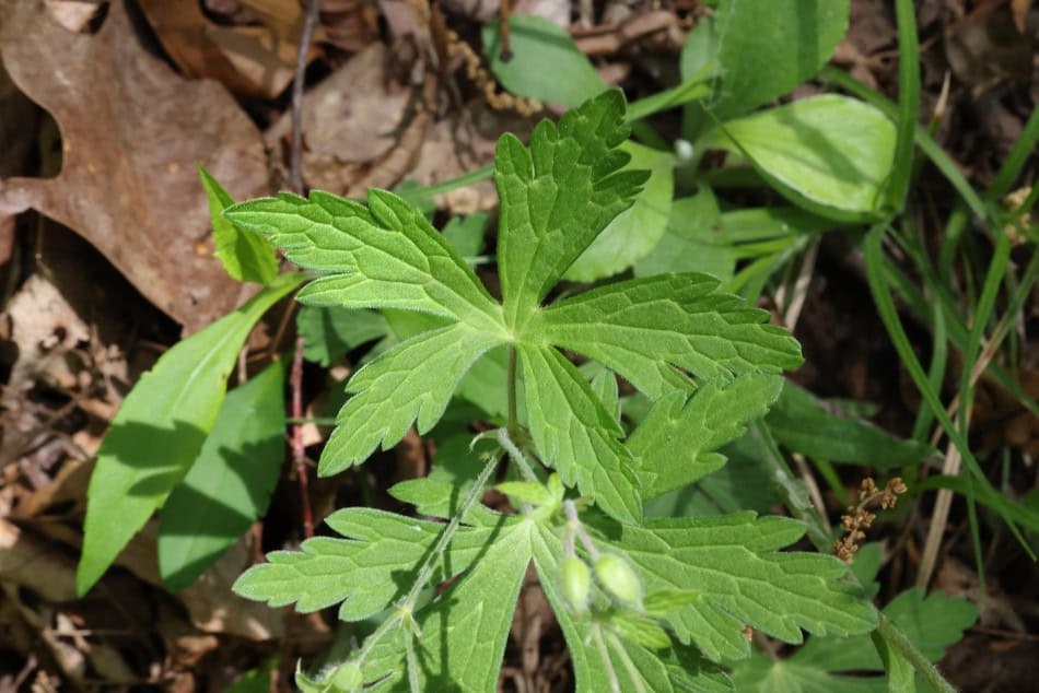 geranium-maculatum leaf