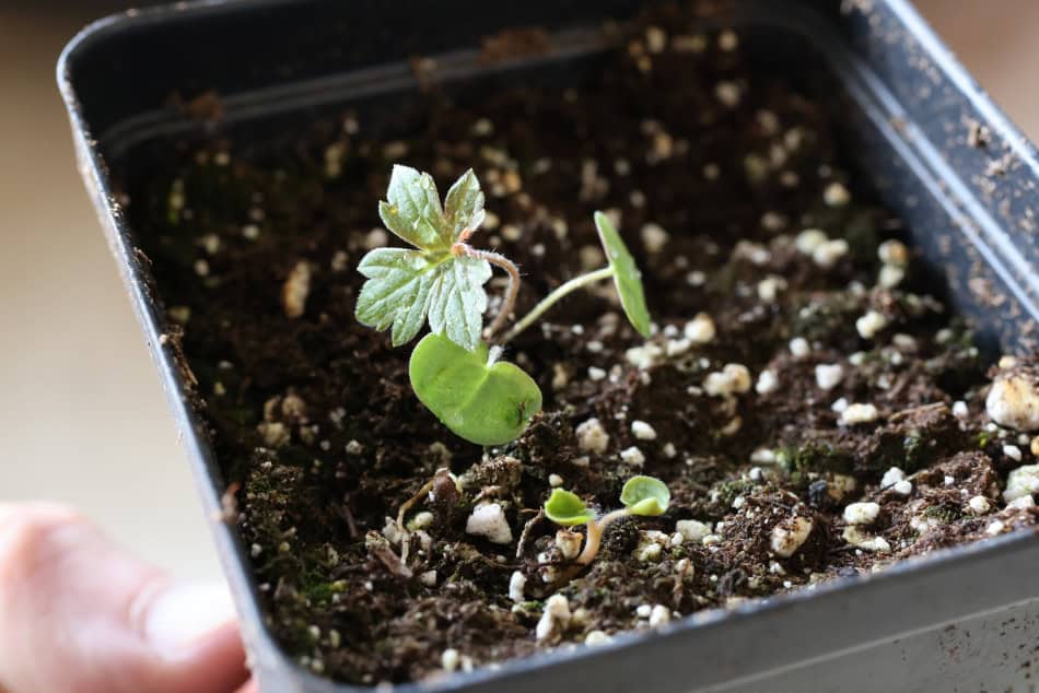 wild geranium seedling