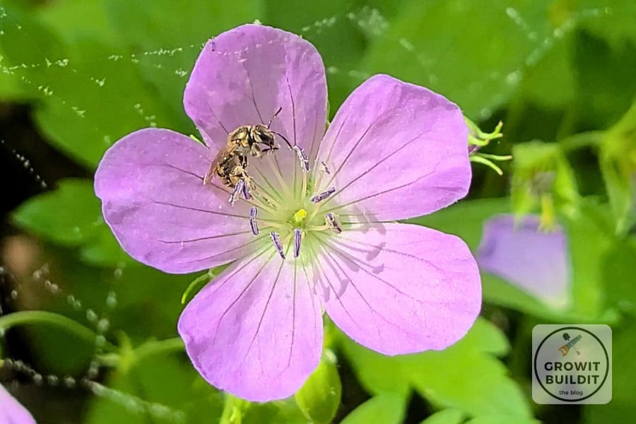 wild geranium