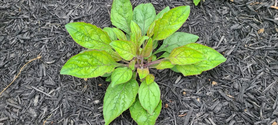 Penstemon canescens leaf