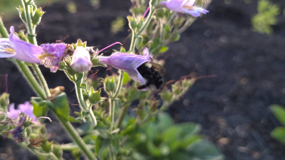 Penstemon canescens mason bee