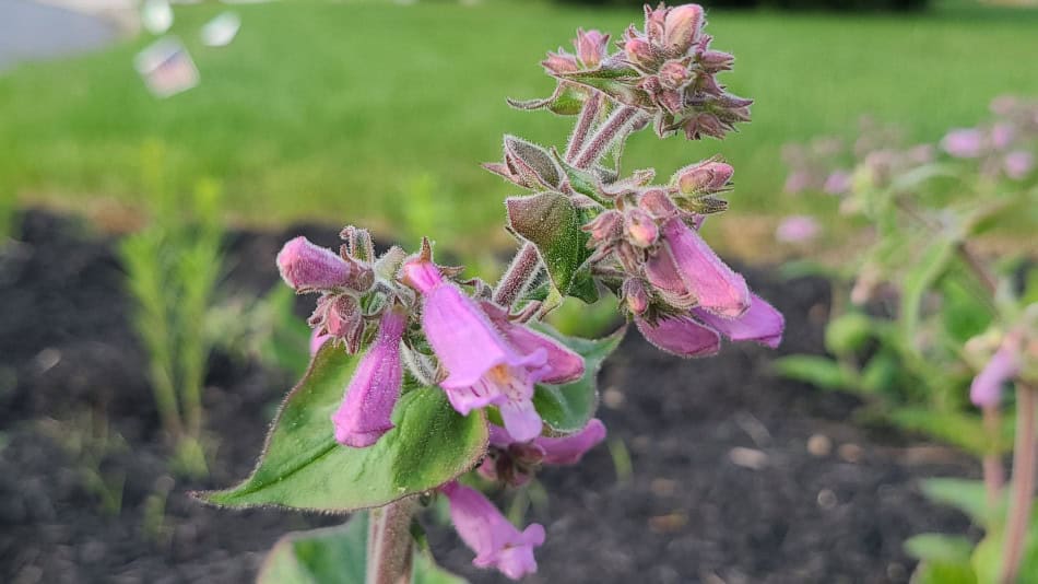 Penstemon canescens Gray Beardtongue