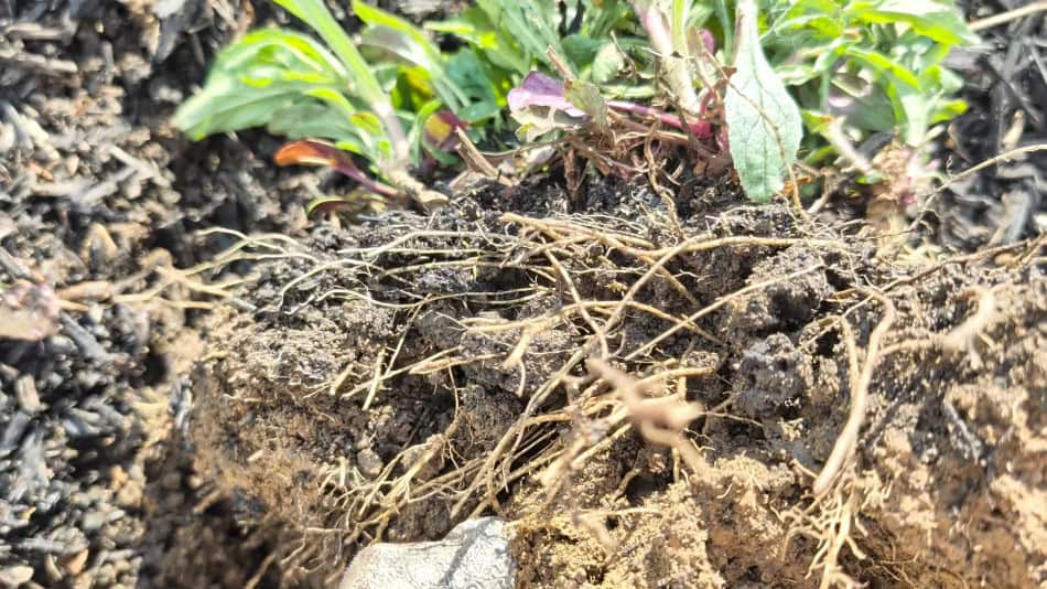 Penstemon canescens root
