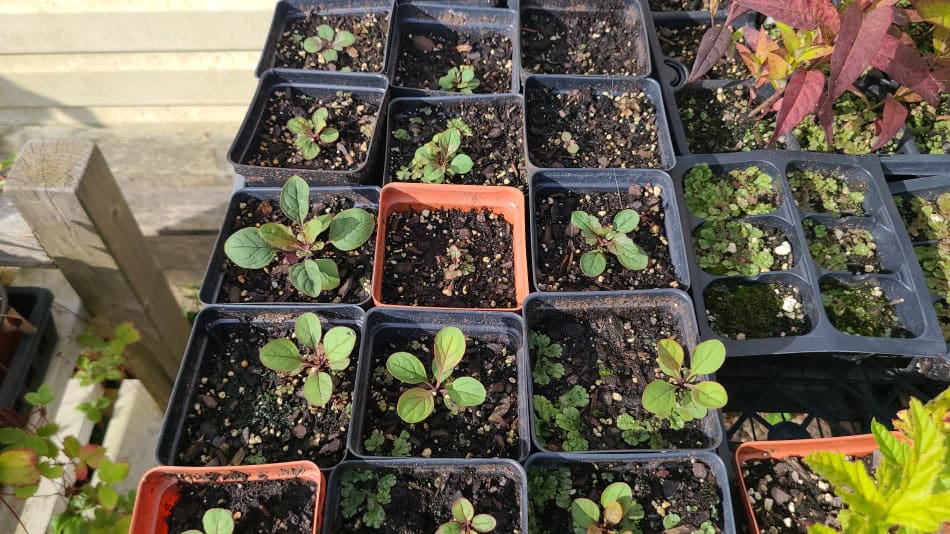 Penstemon canescens seedling