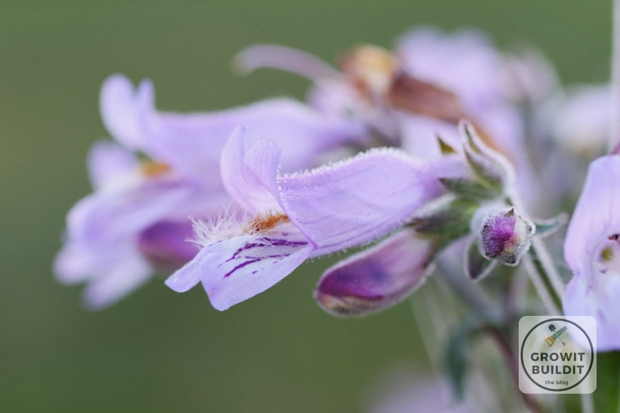 Penstemon canescens flower