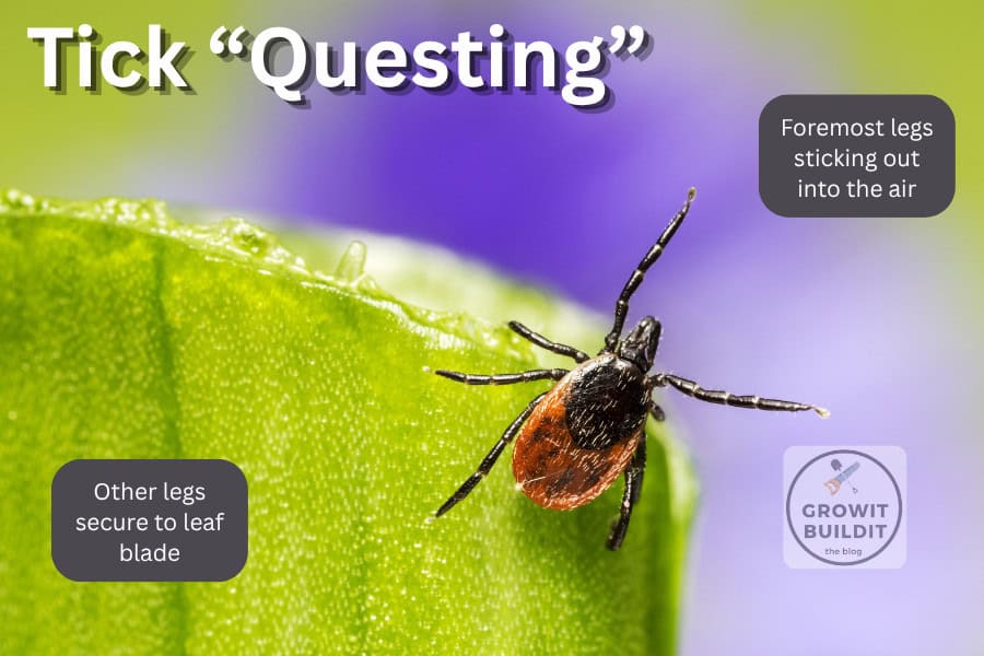 tick questing grass leaf