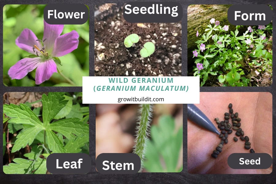 geranium-maculatum identification
