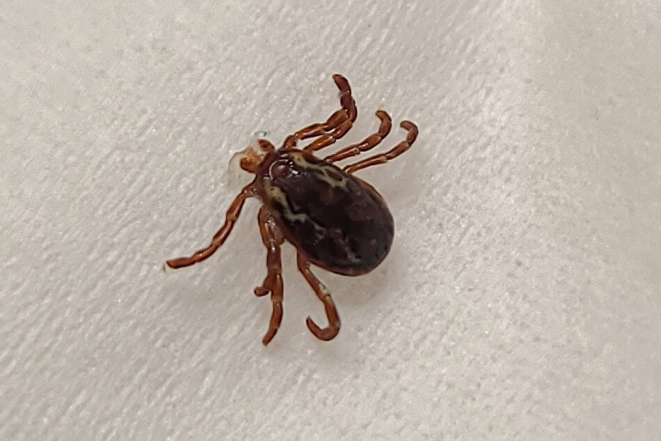 Dog Tick Pennsylvania