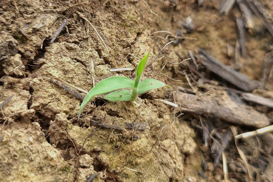crabgrass seedling