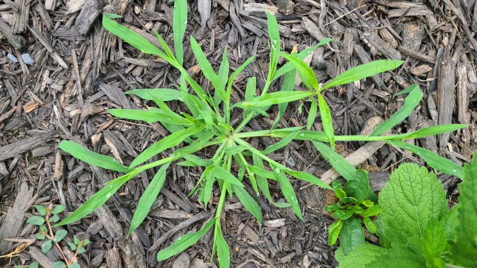 crabgrass