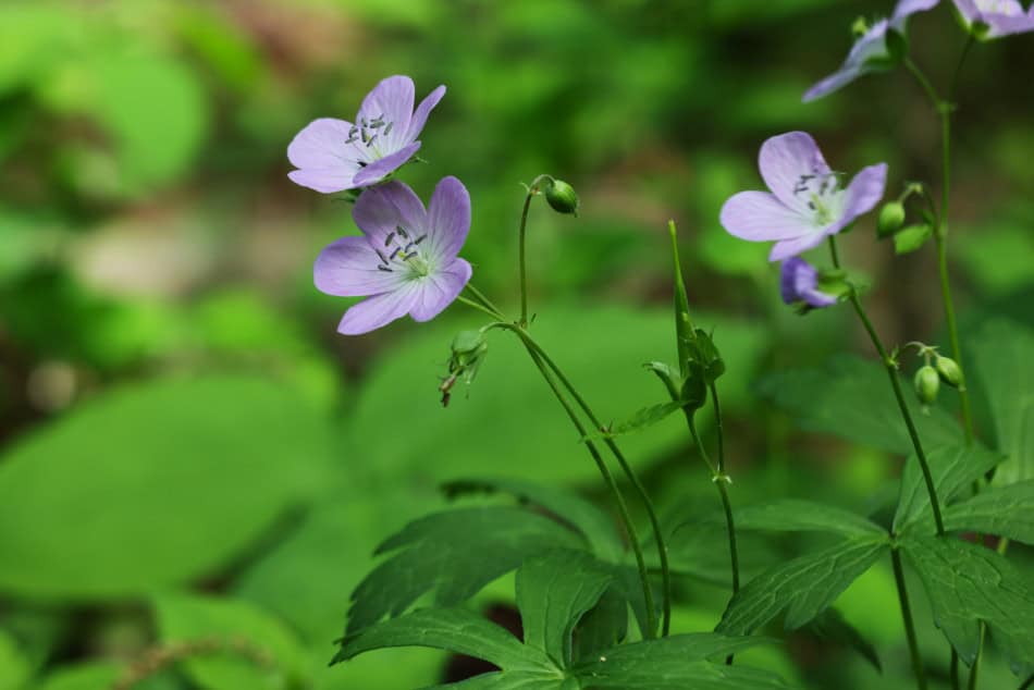geranium-maculatum