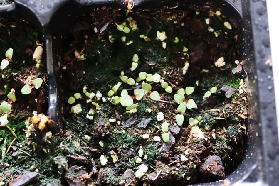 Penstemon canescens cotyledon