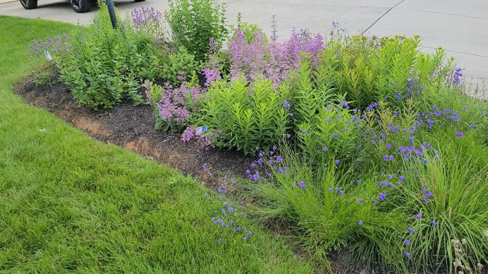 native flower bed hellstrip