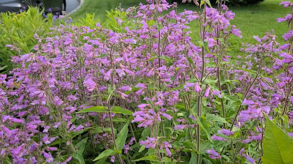 Penstemon canescens