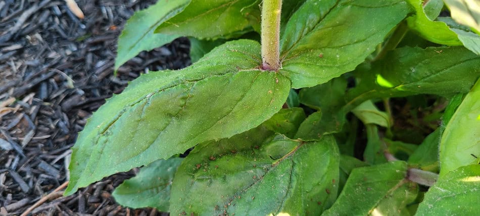 Penstemon canescens leaf