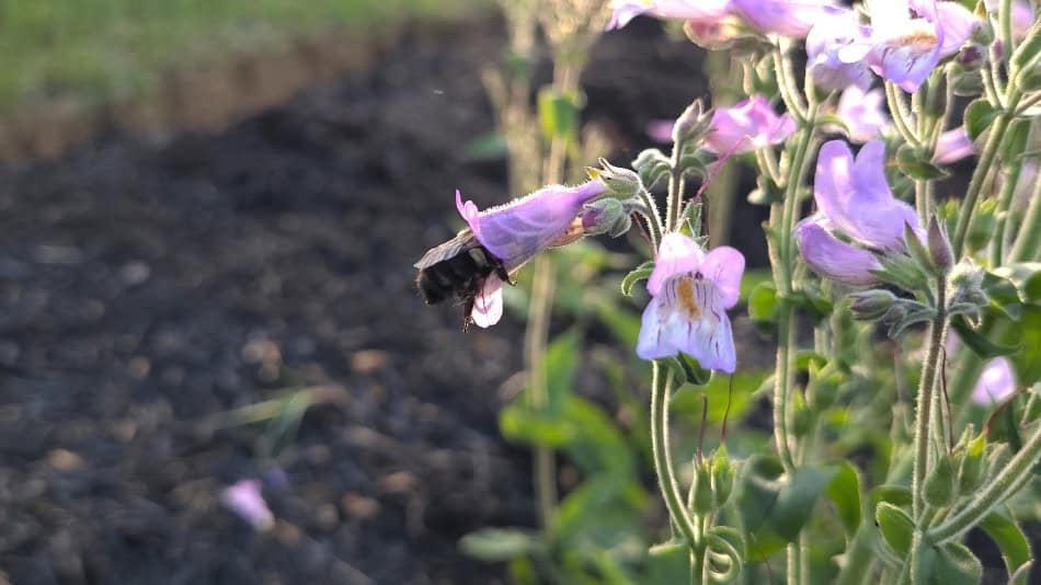 Penstemon canescens bee