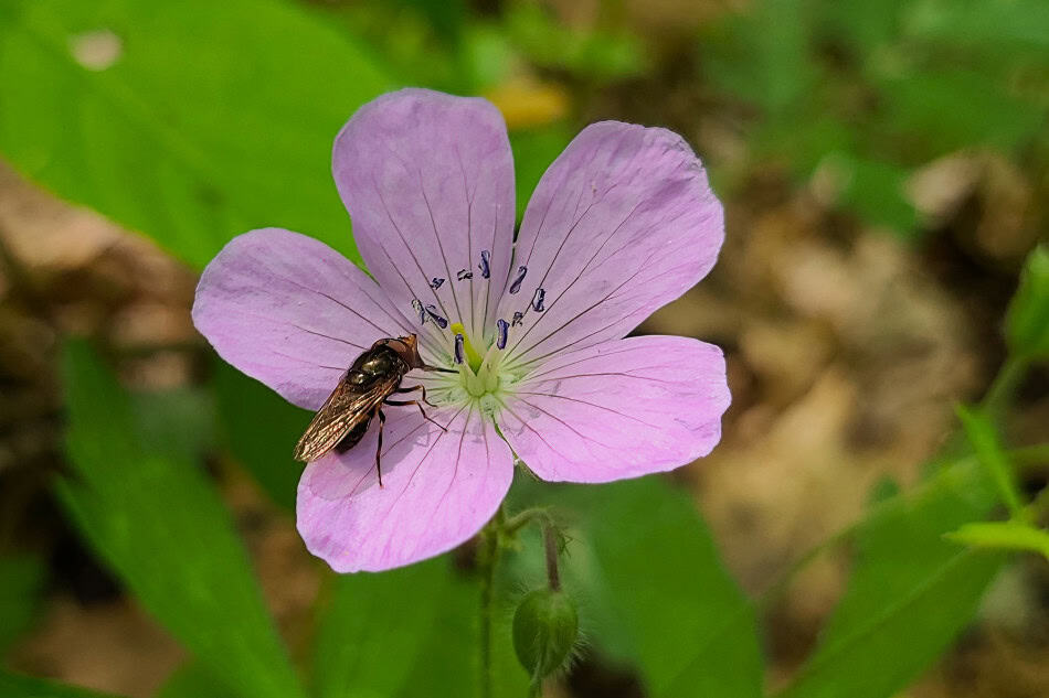 geranium-maculatum