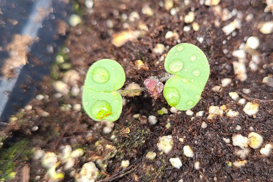 wild geranium cotyledons
