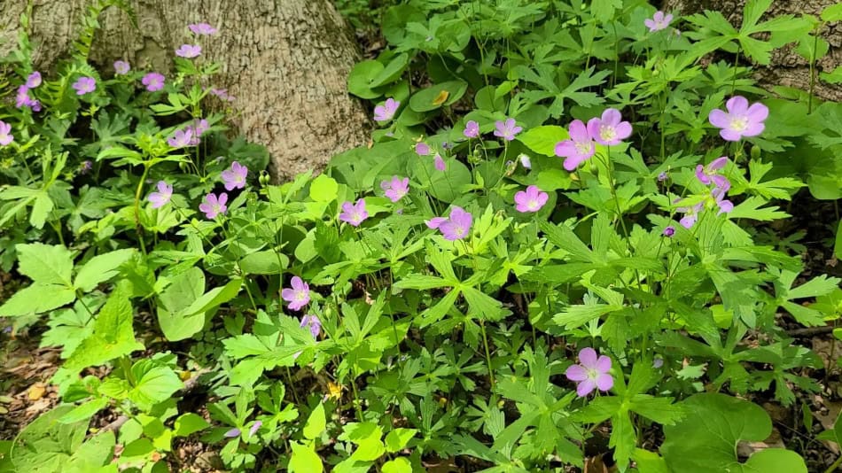 geranium-maculatum forest